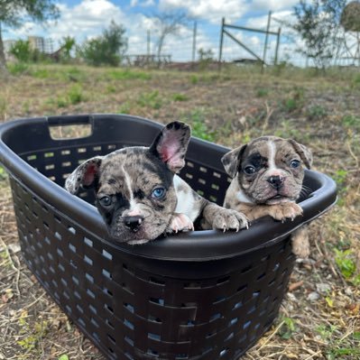 Brisket & Miller - Two Texas Frenchton 🐶’s growing up in Austin🤘🏾