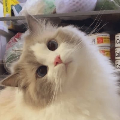 favorite game: overwatch!!: /ᐠ - ˕ -マ Ⳋ cat boops. (not a vtuber) oshi: 💜💜