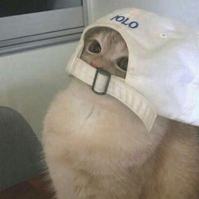 catwithhatxd's profile picture. Professional CS:GO Player who plays Esportal!