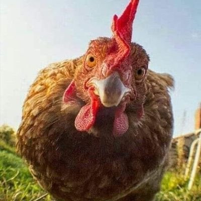 karlimagmarx's profile picture. 