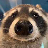 JankySquiggles (@jankysquiggles) 's Twitter Profile