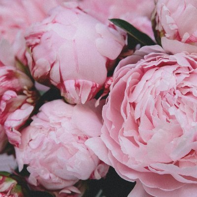 texangryphon's profile picture. 