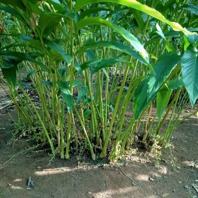 IlangoAnnamalai's profile picture. 