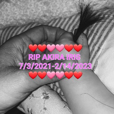 RIP BABY GIRL CHUNKY MONKEY 🐒 
AKIRA IRIS 7/3/2021-2/14/2023