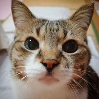 soramame（人民）🦋🐈🎩🐈🐊🍉改悪入管法は廃止に(@SoraAndEda) 's Twitter Profile Photo