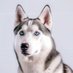 Husky (@husky2blueeyes) Twitter profile photo Husky (@husky2blueeyes) Twitter profile photo