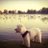 SanelyCurious's profile image