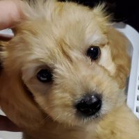 saku (@soopy_tsu) 's Twitter Profile
