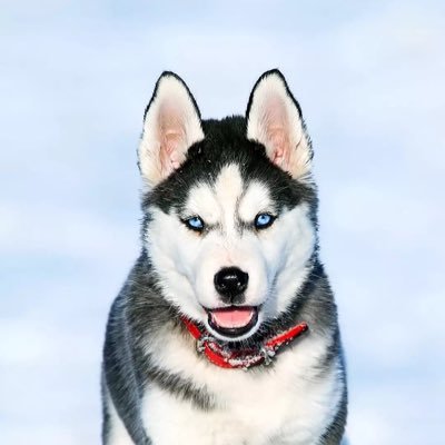 MoodyChun's profile picture. 