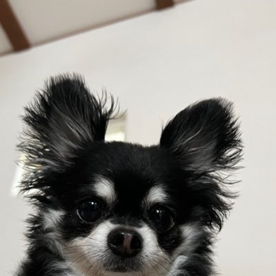 panta_tpok's profile picture. 犬が好き🐶 がや民です