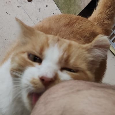catcontrolworld's profile picture. 