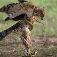 🌺الـــــزيــــــرســـــالــــم 🌼 (@alzyrsalma43278) Twitter profile photo