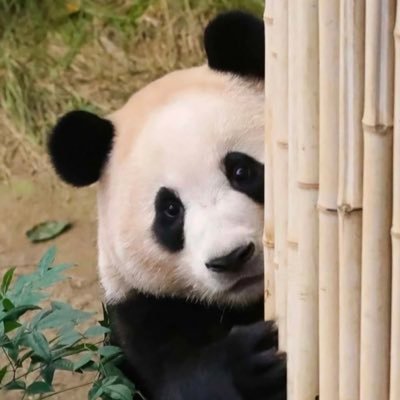 Sakata_Gen's profile picture. 1kyneㅣYellowkiesㅣV.I.Pㅣ腐女子ㅣ🇲🇾