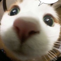 밀크티 (@soymilkteadolce) 's Twitter Profile