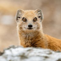 ren spirit (@fallsspirit) 's Twitter Profile