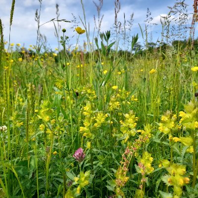 Three Hagges Woodmeadow and the assets and activities of Woodmeadow Trust are now managed by Plantlife.