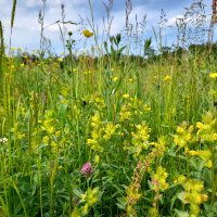 Three Hagges Woodmeadow(@woodmeadowtrust) 's Twitter Profileg