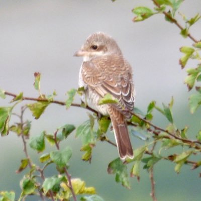 bird and nature sightings in Sussex, formerly @murielhelps now tweeting here