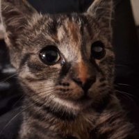 Andrea_Thomas (@andrea_thomas71) 's Twitter Profile