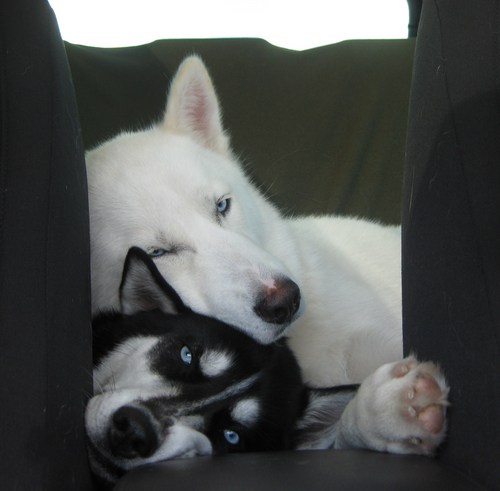 Want to hear daily facts on Siberian Huskies, see cute and humorous pictures and videos, or want information on buying or adopting a Siberian Husky? Follow me!