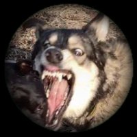 Midwest Deplorable(@MidwstDeplorabl) 's Twitter Profile Photo