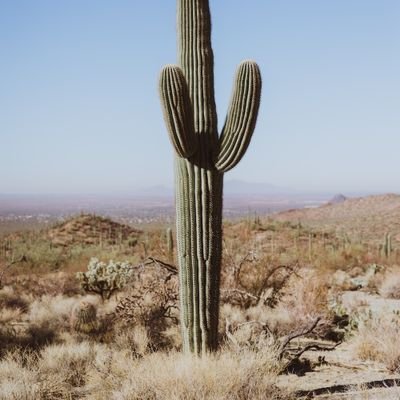 happycactushugs's profile picture. The one that no one wants to hug