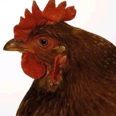 jiasidi23797963's profile picture. 