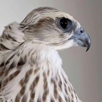 قرناس الحرار (@511gernas) Twitter profile photo