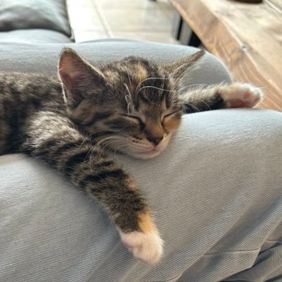 Ik ben een echt mens. Op X luister ik liever dan dat ik praat.
I'm a real person. On X, I prefer to listen rather than talk.
Hence: The quiet cat