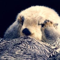 🐾動物シネマ｜Cute Animal (@animal_cinema05) 's Twitter Profile Photo