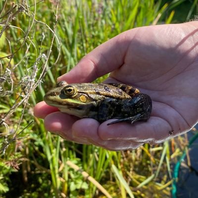 Crazy bug lady; Devon-grown naturalist hiding in Surrey with @BadWilf. 
Casual doodler. 
WWT London by day, Epsom by night.