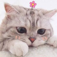 My-Munah 🌹❤️ (@mymunah0) Twitter profile photo