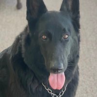 Blu-Berri 4 TRUMP (@blu2berri) 's Twitter Profile