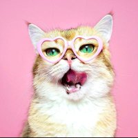 Fateme ahadzade (@fahadzade) 's Twitter Profile