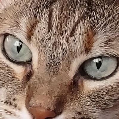 WandaMoCats Profile Picture