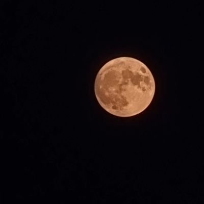 meshkiposh1's profile picture. Bad