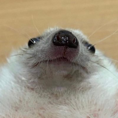 Iz🐸さんのプロフィール画像