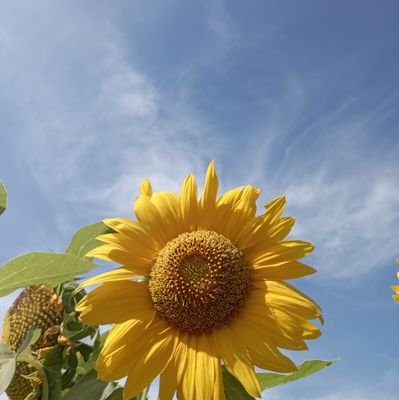 wekasantii's profile picture. 