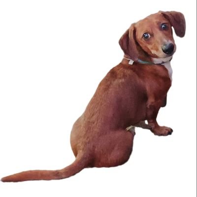 I am Campbell, Ohio's official dachshund. I am a rescue found by a really cool family. I am going  to be 11 years old in February 9th. #Four4405 #1stWardDog