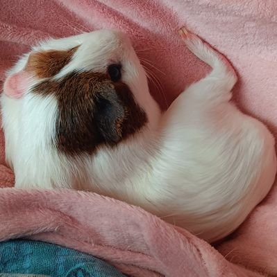 humblebees4's profile picture. am 15 and a simp(ANY PRONOUNS)