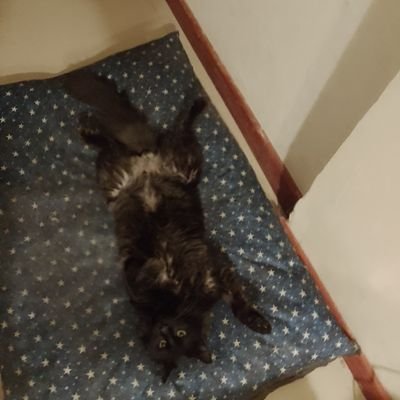 pablinargentino's profile picture. Nosotros como ciudadanos tenemos que instruirnos, leer, capacitarnos, emprender, laburar mucho. Nosotros somos el cambio.