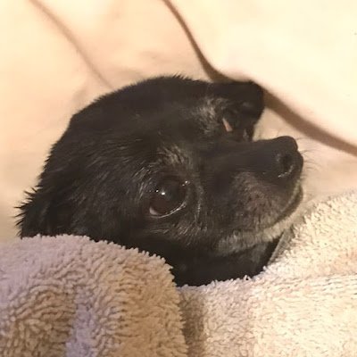 DogthatsFo51888's profile picture. 