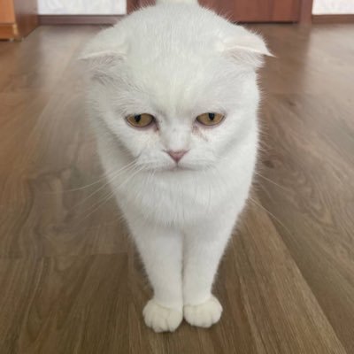 sibi011さんのプロフィール画像