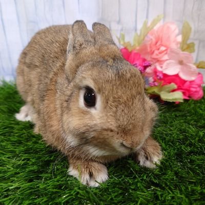 ディズニーと動物関連
とんばに、ドナ、ジェラが好きです
基本平日休みの為平日に1人インパしてます
ペットショップで働いててうさぎが1番好きです🐰
🐰ラテ👧R5.3月生まれのネザーランドドワーフ
🐹ごま👦R5.9月生まれのダルメシアンハムスター