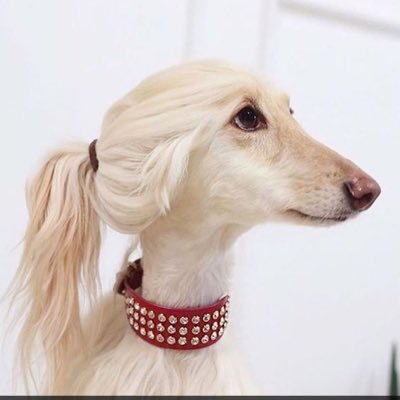 queen_of_thornz's profile picture. •Avid reader-Qout libros,quam breve tempus •Dog lover one dog away from an intervention• Mom to the cutest lil human🥰 #TheSemicolonMovementZW