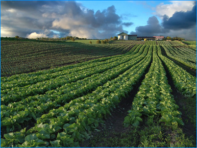 Agrinfojapan's profile picture. 農業関連投資専門研究所です。農業関連投資情報を配信。ご依頼はTwitterにダイレクトメッセージまたはagrinfojapan@gmail.comへ。 We are Agri-investment Lab. Please contact by above email or twitter direct message.