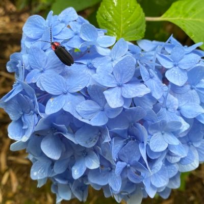 9625nyaa's profile picture. 