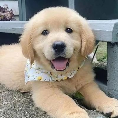 Welcome @GoldenL70869  share daily
#goldenretriever contents Follow us if you really love
rottwiler