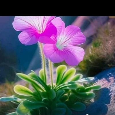 BabaAnilKK799's profile picture. 