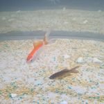 IikfaeRMA's profile picture. joudchanel